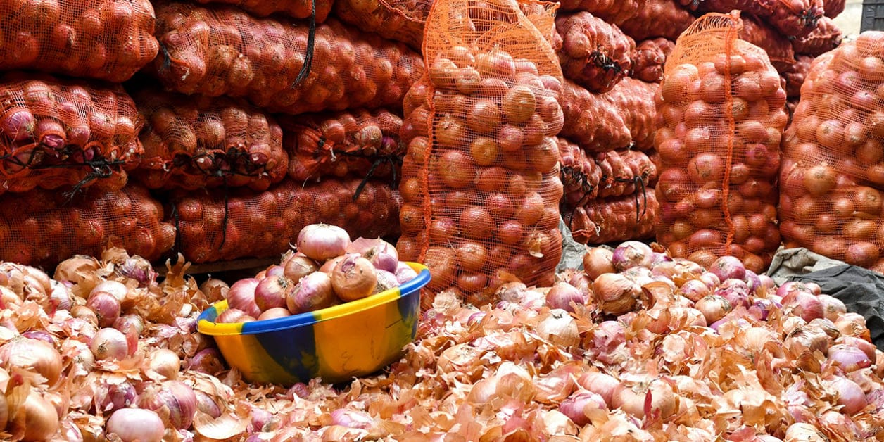 Stabilisation du marché de l'oignon au Sénégal : baisse des prix et arrivées conséquentes prévues