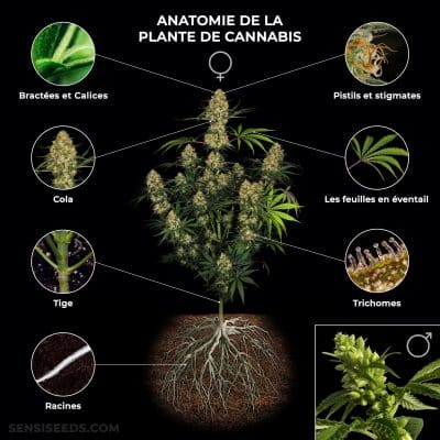 Kafountine: le plaidoyer du maire pour la légalisation du Cannabis