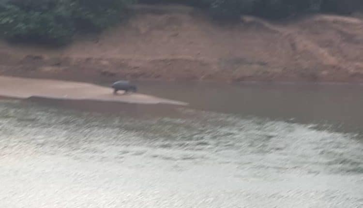 Gouloumbou : Un hippopotame sème la terreur sur le fleuve Gambie