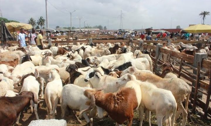 Tabaski : Le Niger interdit l’exportation de bétail