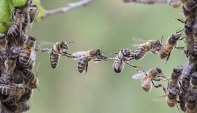 Attaque d'abeilles à Malem Hodar : Une femme de 70 ans perd la vie, plusieurs blessés