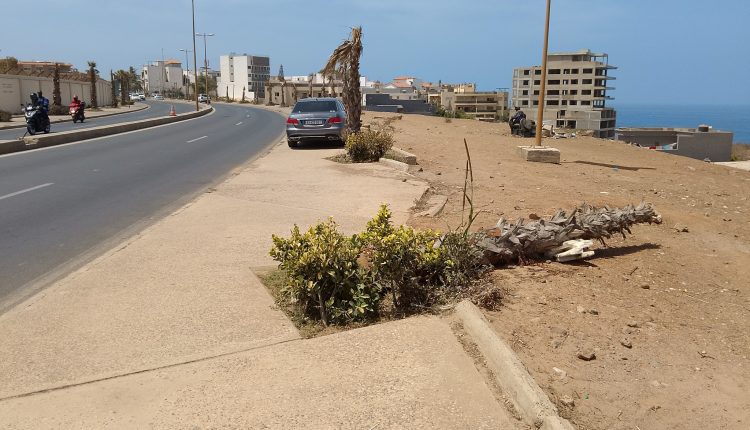 Corniche Ouest : les palmiers meurent, les travaux sont à l’arrêt ! (Par Babacar Gaye)