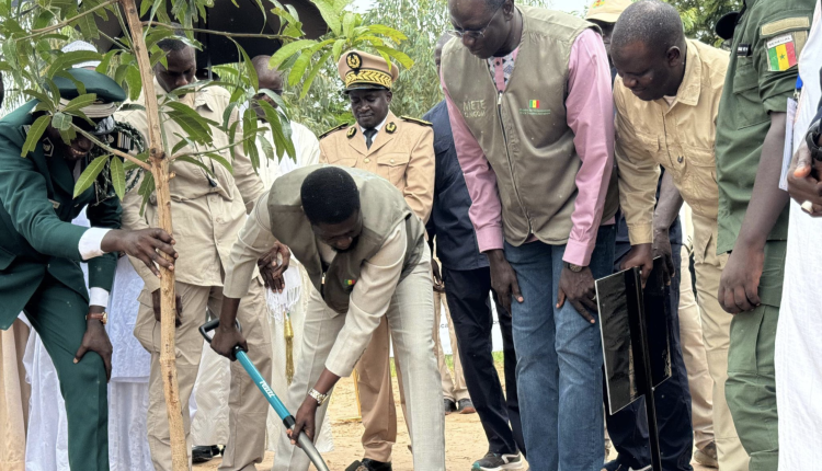 Journée Nationale de l'Arbre 2025 : Le Sénégal mise sur le reboisement pour une souveraineté alimentaire durable