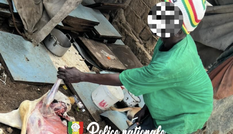 Diamaguène Sicap Mbao : arrestation pour maltraitance animale et vente de viande impropre