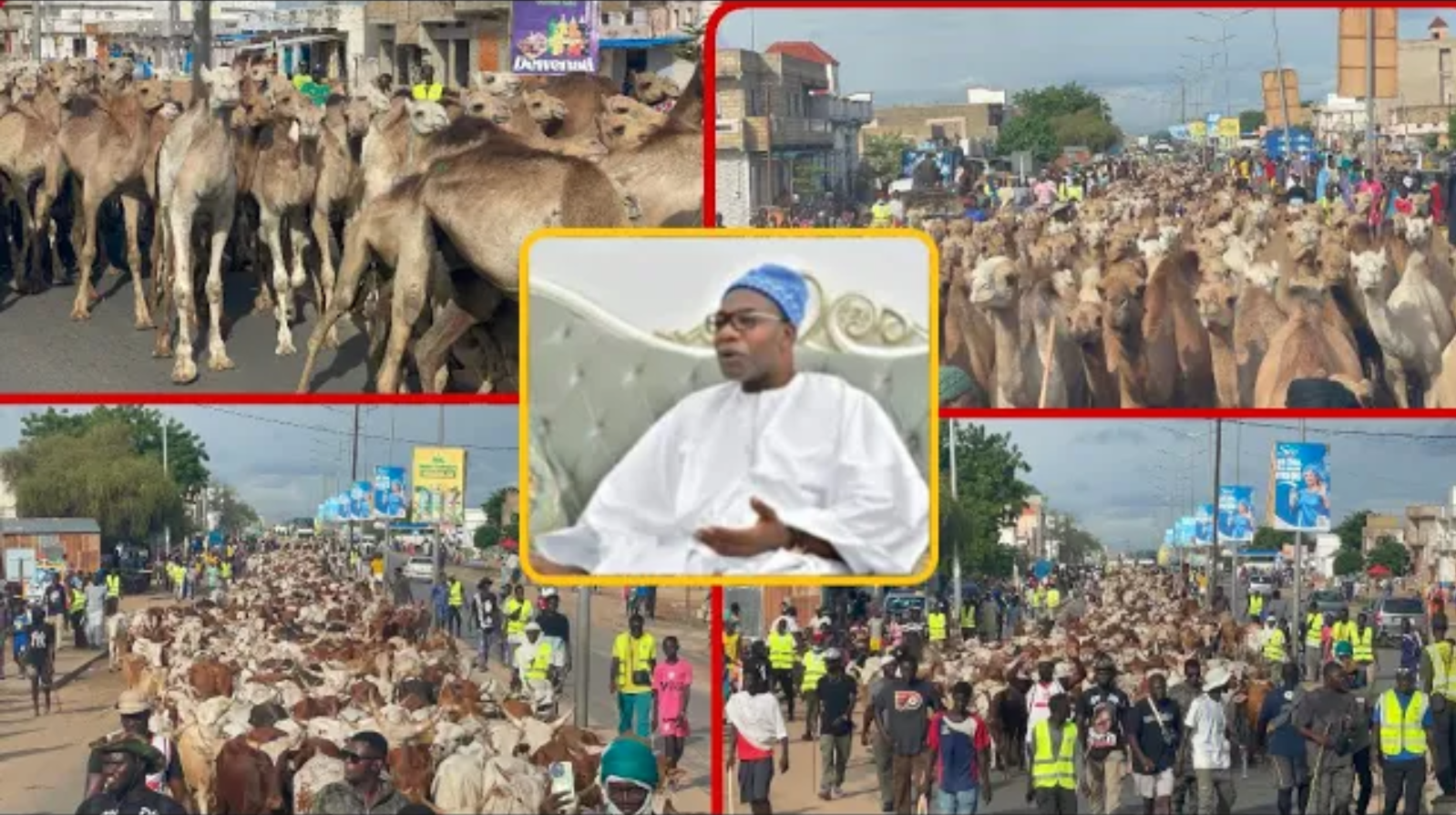 Magal 2025: L'arrivée spectaculaire des boeufs de Serigne Saliou Thioune, la circulation bloquée (Vidéo)