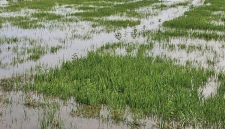 Crue du fleuve Sénégal : Des rizières englouties à Guédé Village