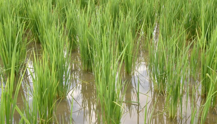 Crue du fleuve Sénégal : plus de 1 200 hectares engloutis à Matam