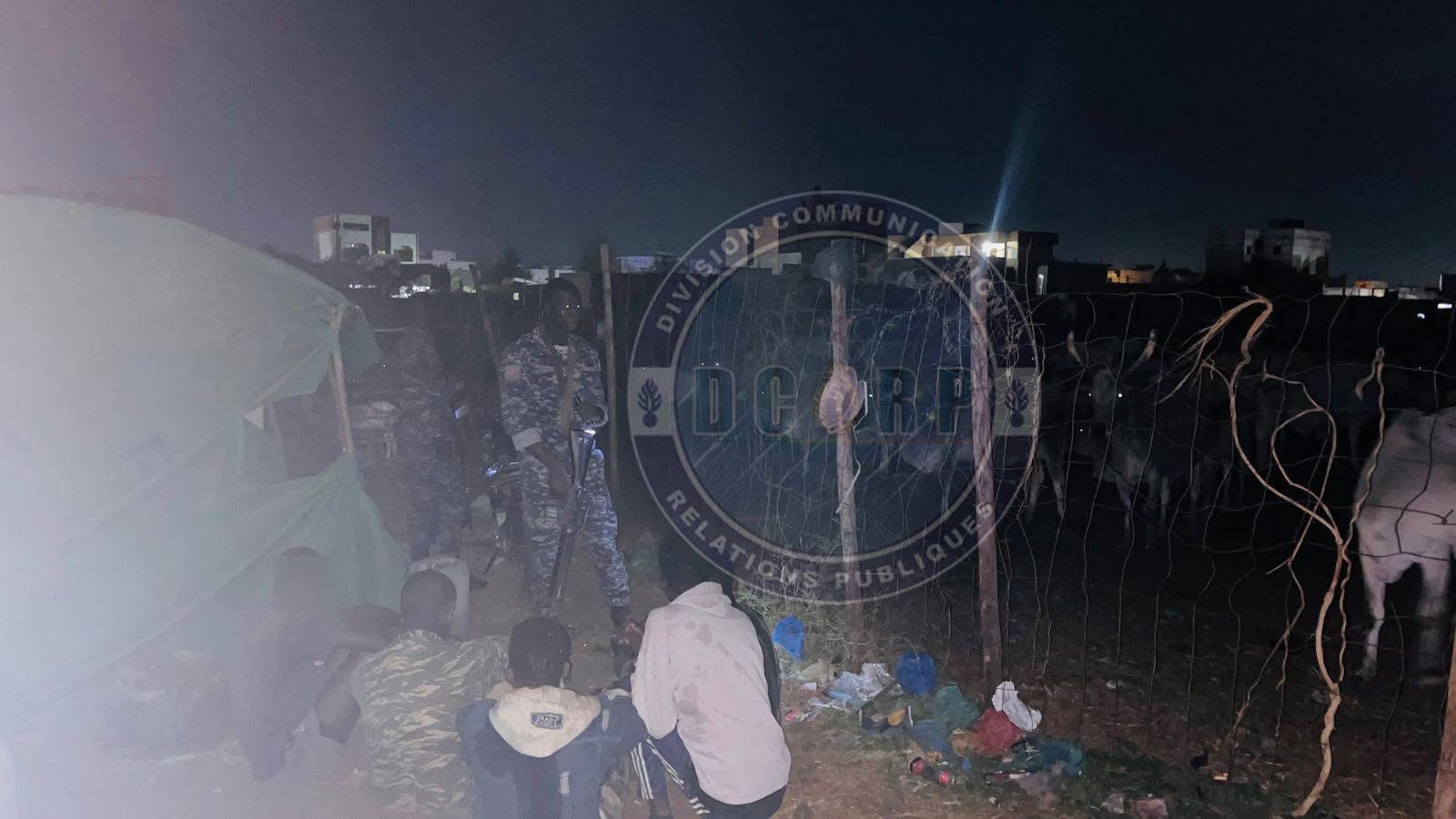 Lutte contre le vol de bétail : Un réseau de malfrats démantelé vers Sangalkam