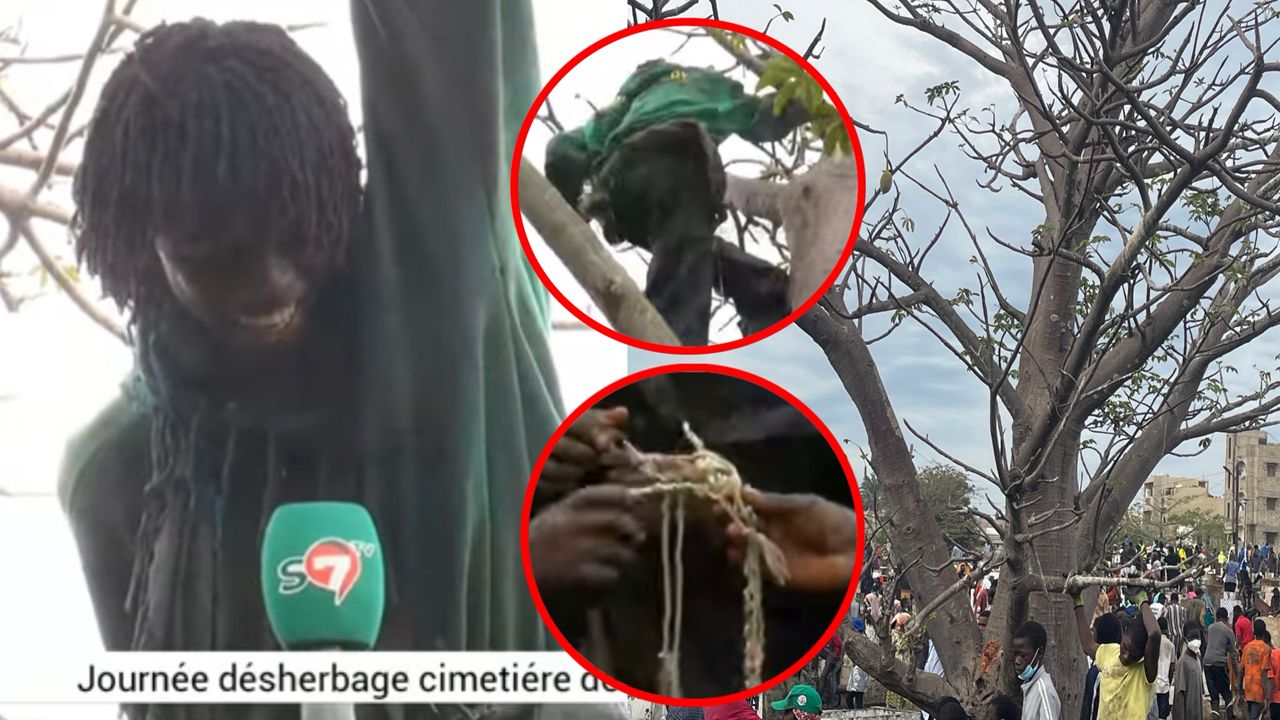 Désherbage du cimetière de Pikine : Des pr@tiques my§tiques découvertes sur un baobab (Vidéo)