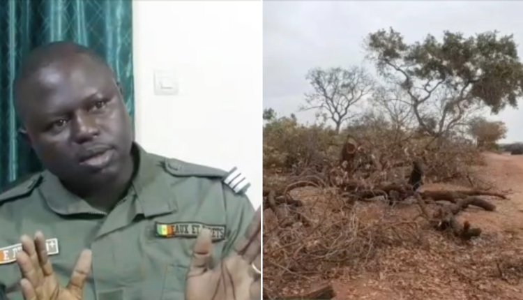 Vidéo | Missirah : le Service forestier dément toute déforestation illégale