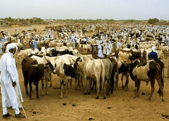 Bambey : les éleveurs menacent de boycotter le foirail après la hausse des taxes