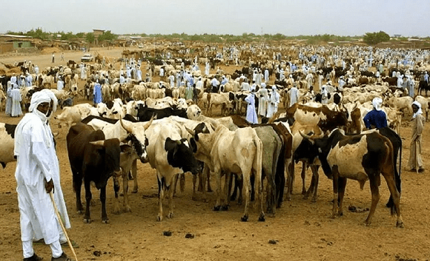Bambey : les éleveurs menacent de boycotter le foirail après la hausse des taxes