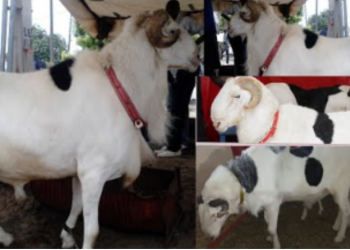 Tivaouane : 5 moutons de race emportés après le cambri0lag€ d&rsquo;une ferme