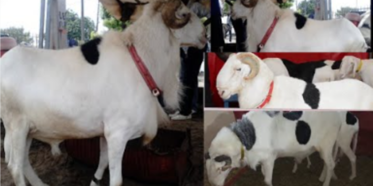 Tivaouane : 5 moutons de race emportés après le cambri0lag€ d&rsquo;une ferme