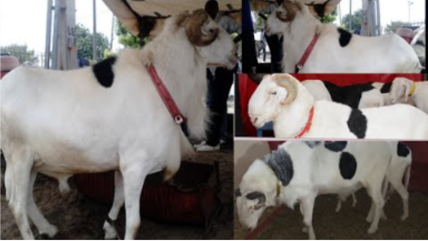 Tivaouane : 5 moutons de race emportés après le cambri0lag€ d'une ferme