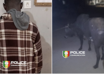 Diamaguène Sicap Mbao : Un voleur de bétail arrêté, des carcasses saisies