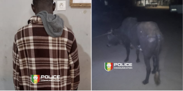 Diamaguène Sicap Mbao : Un voleur de bétail arrêté, des carcasses saisies