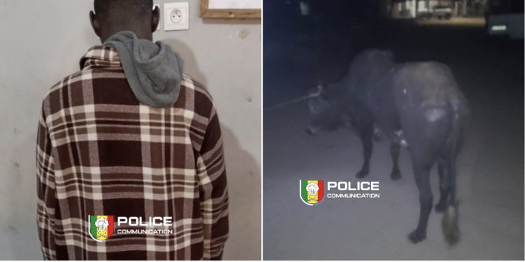 Diamaguène Sicap Mbao : Un voleur de bétail arrêté, des carcasses saisies