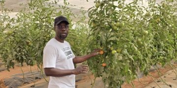 Réaction de Sonko après la sortie de Diomaye : « J’ai passé une excellente journée dans les champs. Il n’y a rien de plus vrai que l’agriculture »