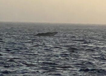 Dakar : Une pirogue transportant 132 candidats à l&rsquo;émigration irrégulière secourue