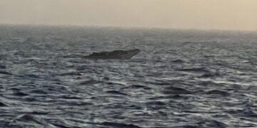 Dakar : Une pirogue transportant 132 candidats à l&rsquo;émigration irrégulière secourue