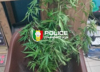 Thiès : Un individu s&rsquo;adonnant à la culture de cannabis au sein de son domicile arrêté !