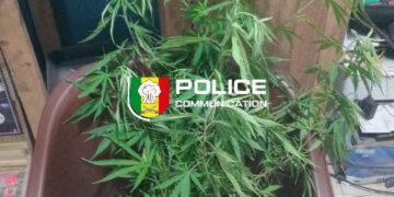 Thiès : Un individu s&rsquo;adonnant à la culture de cannabis au sein de son domicile arrêté !