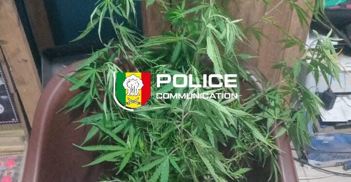 Thiès : Un individu s&rsquo;adonnant à la culture de cannabis au sein de son domicile arrêté !