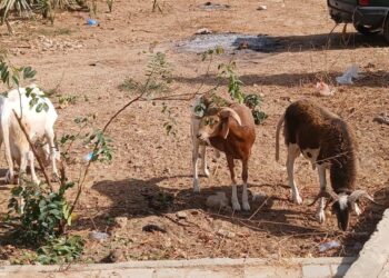 Fandéne : Un réseau de voleurs de bétail démantelé, quatre suspects arrêtés