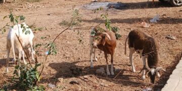 Fandéne : Un réseau de voleurs de bétail démantelé, quatre suspects arrêtés
