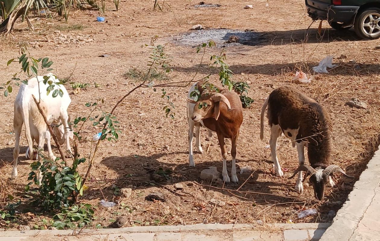 Fandéne : Un réseau de voleurs de bétail démantelé, quatre suspects arrêtés