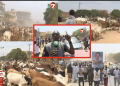 17 Avril 2026 : L&rsquo;arrivée des boeufs de Sokhna Aïda Diallo à Madinatoul Salam (Vidéo)