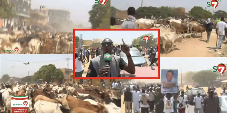 17 Avril 2026 : L&rsquo;arrivée des boeufs de Sokhna Aïda Diallo à Madinatoul Salam (Vidéo)
