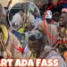 « Damakoy Dann… » Le départ mouvementé d&rsquo;Ada Fass très confiant (Vidéo)
