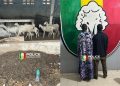 Kaolack : un réseau de voleurs de bétail démantelé