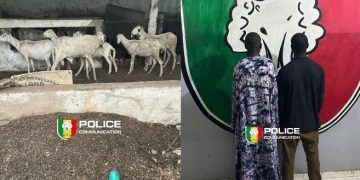 Kaolack : un réseau de voleurs de bétail démantelé