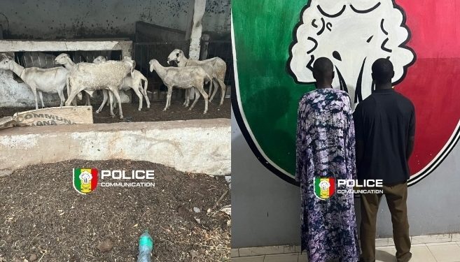 Kaolack : un réseau de voleurs de bétail démantelé