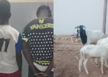 Kaolack : deux individus arrêtés pour vol de bétail 