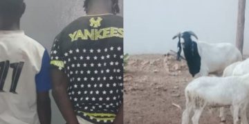 Kaolack : deux individus arrêtés pour vol de bétail 