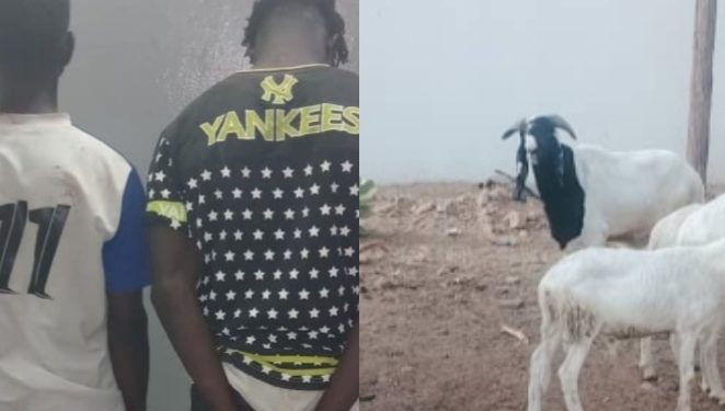 Kaolack : deux individus arrêtés pour vol de bétail 