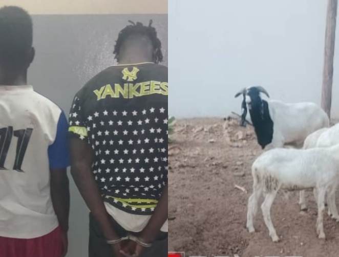 Kaolack : deux individus arrêtés pour vol de bétail