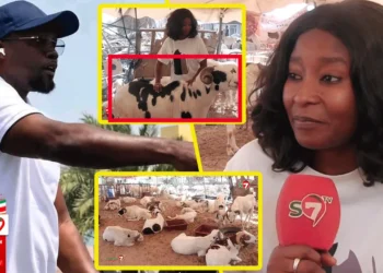 Coumba de la bergerie Serigne Saliou « Kharou Sonko Mo Ndiek Diar, Diomaye ak Macky… » (Vidéo)