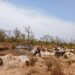 Saraya : Des sites d&rsquo;orpaillage clandestin démantelés