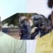 Répression contre les organisations : Seydi Gassama charge Adama Barrow