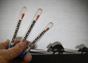 « Aucun cas de hantavirus n&rsquo;a été enregistré au Sénégal », informe le Ministère de le Santé