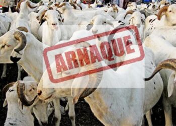 Tabaski 2026 : La Police nationale alerte contre les arnaques en ligne sur la vente de moutons