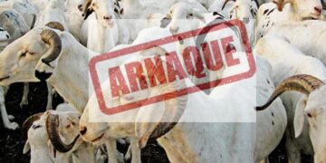 Tabaski 2026 : La Police nationale alerte contre les arnaques en ligne sur la vente de moutons