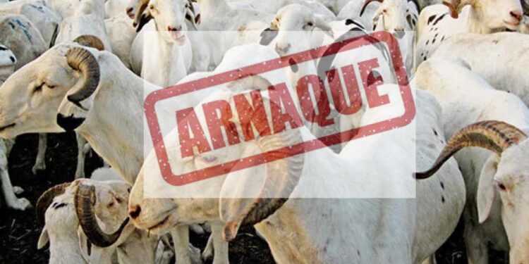 Tabaski 2026 : La Police nationale alerte contre les arnaques en ligne sur la vente de moutons