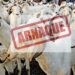 Tabaski 2026 : La Police nationale alerte contre les arnaques en ligne sur la vente de moutons