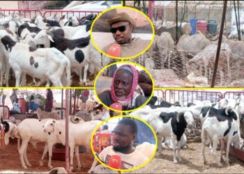 Tabaski 2026- Entre pénurie et cherté des prix: Les vendeurs de moutons alertent « Maliens Yi Nieuw… » (Vidéo)